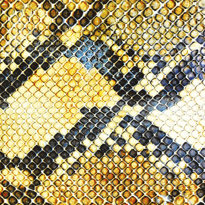 I'm a Vampire - The Amazing Snakeheads | Song Album Cover Artwork
