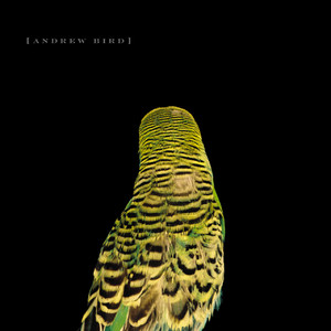 Dark Matter - Andrew Bird | Song Album Cover Artwork