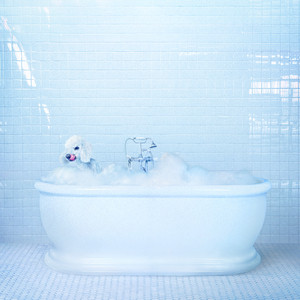 The End - Frankie Cosmos | Song Album Cover Artwork