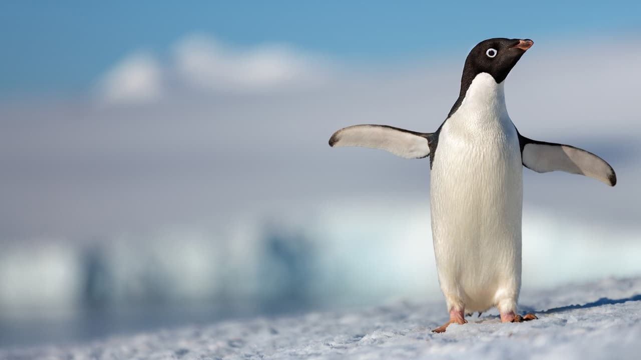 Penguins 2019 - Movie Banner